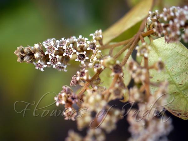 White Combretum